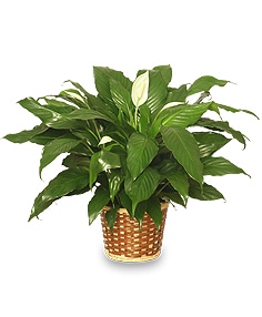 English ivy indoor plant