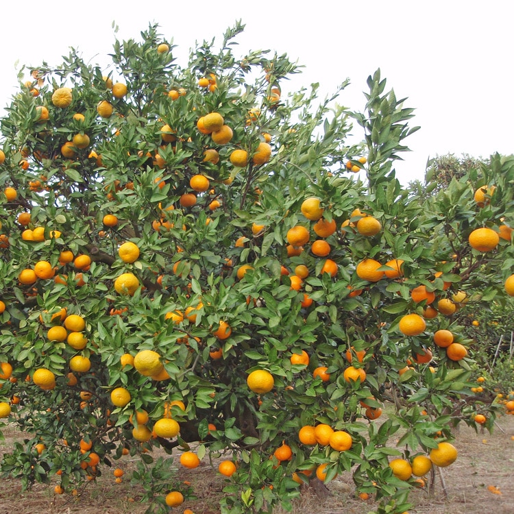 Louisiana citrus trees | Exterior Designs, Inc | New Orleans, LA