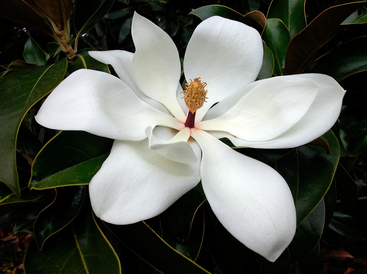 southern-magnolia-tree