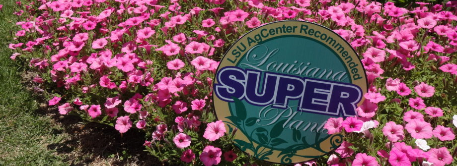 supertunia-vista-bubblegum-petunia-920x335